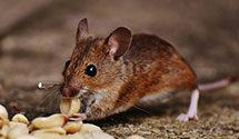 24 Hour & Emergency Exterminators in Fresh Meadows, NY
